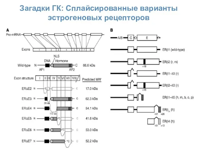 Загадки ГК: Сплайсированные варианты эстрогеновых рецепторов