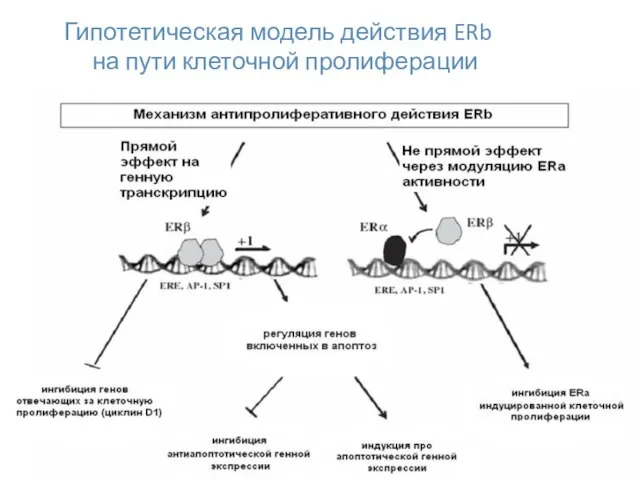 Гипотетическая модель действия ERb на пути клеточной пролиферации