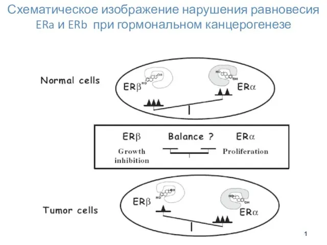 Схематическое изображение нарушения равновесия ERa и ERb при гормональном канцерогенезе