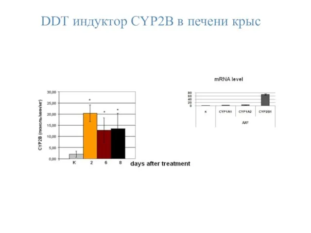 DDТ индуктор CYP2B в печени крыс