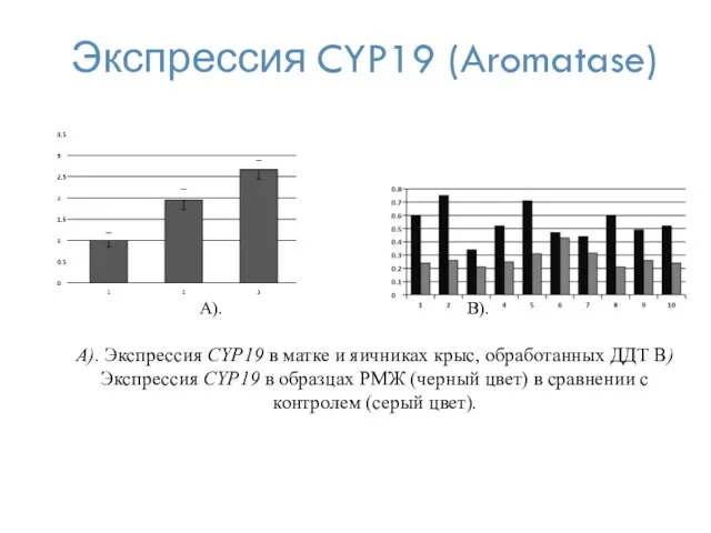 Экспрессия CYP19 (Aromatase) A). Экспрессия CYP19 в матке и яичниках крыс,