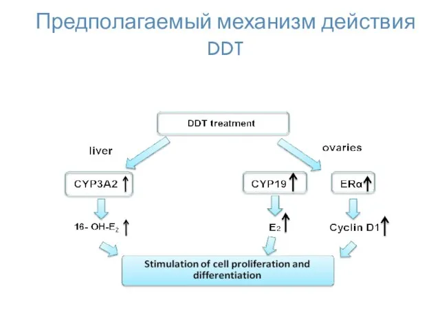 Предполагаемый механизм действия DDT