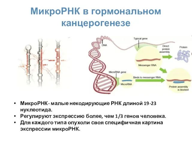 МикроРНК в гормональном канцерогенезе МикроРНК- малые некодирующие РНК длиной 19-23 нуклеотида.