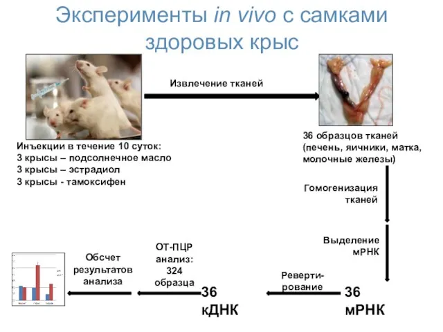 Эксперименты in vivo с самками здоровых крыс Инъекции в течение 10