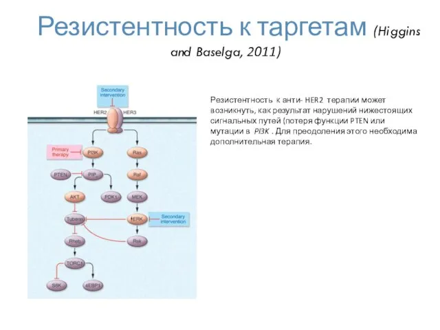 Резистентность к таргетам (Higgins and Baselga, 2011) Резистентность к анти- HER2