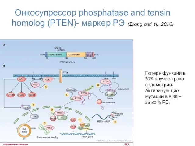 Онкосупрессор phosphatase and tensin homolog (PTEN)- маркер РЭ (Zhang and Yu,