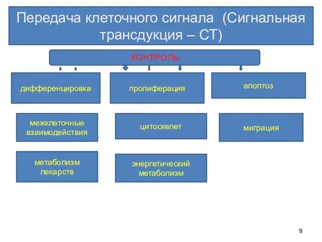 Передача клеточного сигнала (Сигнальная трансдукция – СТ) дифференцировка пролиферация апоптоз межклеточные