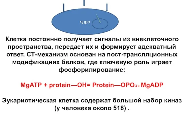 Клетка постоянно получает сигналы из внеклеточного пространства, передает их и формирует