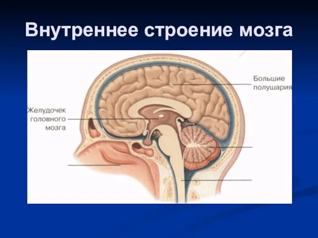 Внутреннее строение мозга