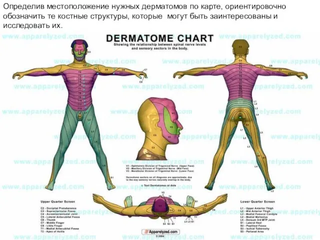 Определив местоположение нужных дерматомов по карте, ориентировочно обозначить те костные структуры,