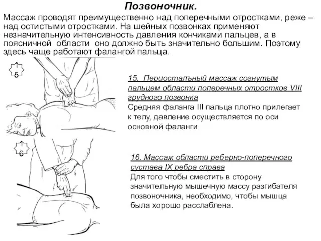 Позвоночник. Массаж проводят преимущественно над поперечными отростками, реже – над остистыми