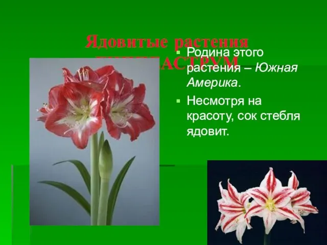 Ядовитые растения ГИППЕАСТРУМ Родина этого растения – Южная Америка. Несмотря на красоту, сок стебля ядовит.