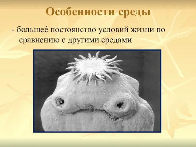 Особенности среды - большеé постоянство условий жизни по сравнению с другими средами