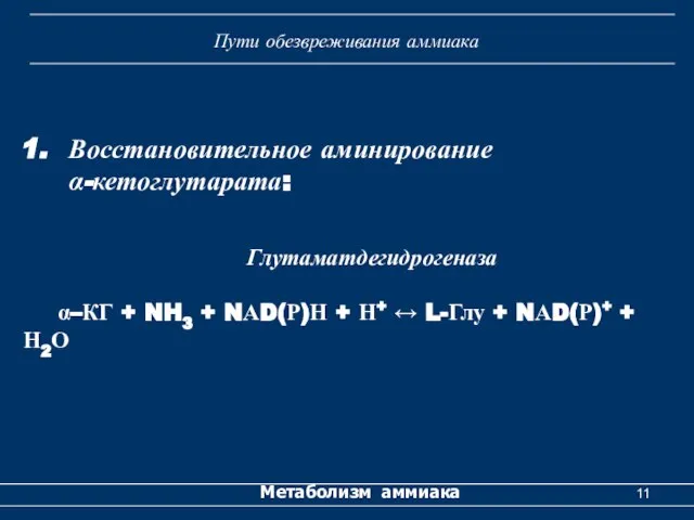 Метаболизм аммиака Пути обезвреживания аммиака Восстановительное аминирование α-кетоглутарата: Глутаматдегидрогеназа α–КГ +