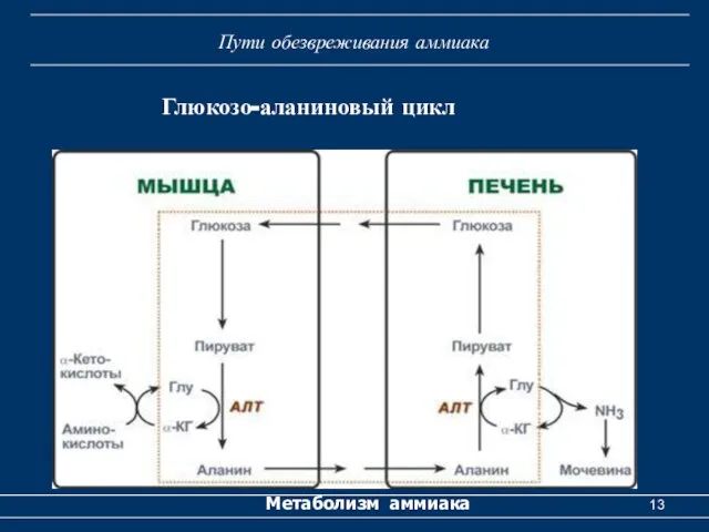 Метаболизм аммиака Пути обезвреживания аммиака Глюкозо-аланиновый цикл