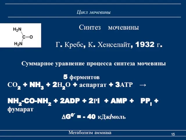 Цикл мочевины Метаболизм аммиака Суммарное уравнение процесса синтеза мочевины 5 ферментов