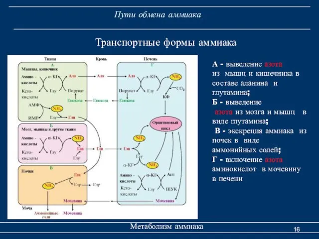 Пути обмена аммиака Метаболизм аммиака Транспортные формы аммиака А - выведение