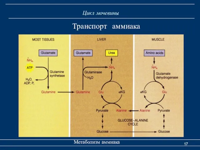 Цикл мочевины Метаболизм аммиака Транспорт аммиака