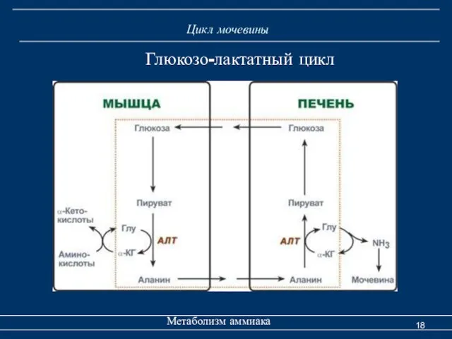 Цикл мочевины Метаболизм аммиака Глюкозо-лактатный цикл