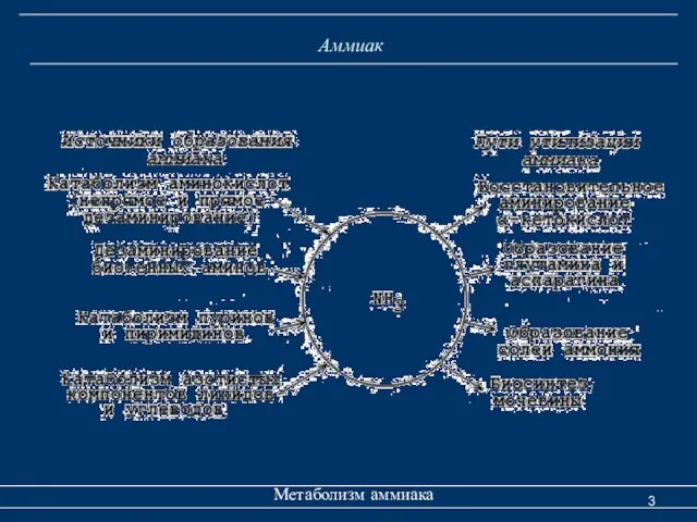 Аммиак Метаболизм аммиака