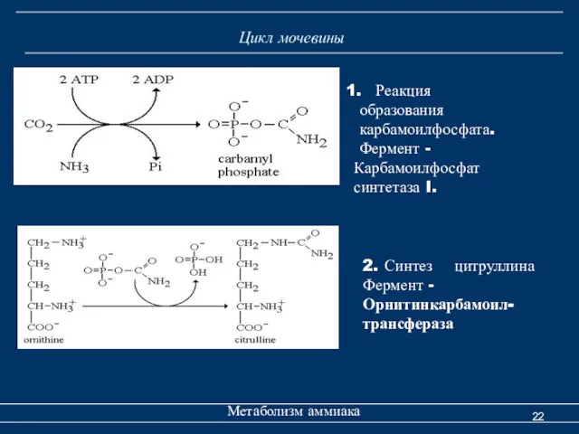 Цикл мочевины Метаболизм аммиака Реакция образования карбамоилфосфата. Фермент - Карбамоилфосфат синтетаза