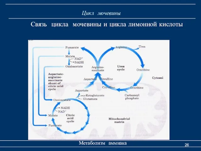 Цикл мочевины Метаболизм аммиака Связь цикла мочевины и цикла лимонной кислоты