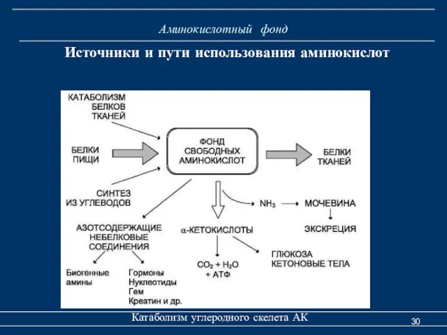 Аминокислотный фонд Катаболизм углеродного скелета АК Источники и пути использования аминокислот