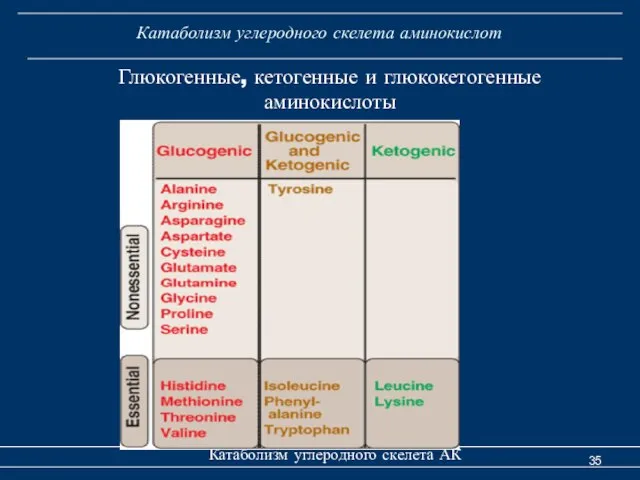 Катаболизм углеродного скелета аминокислот Катаболизм углеродного скелета АК Глюкогенные, кетогенные и глюкокетогенные аминокислоты