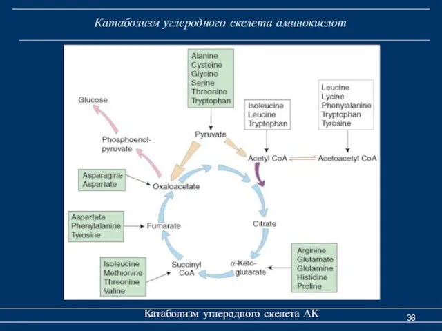 Катаболизм углеродного скелета аминокислот Катаболизм углеродного скелета АК