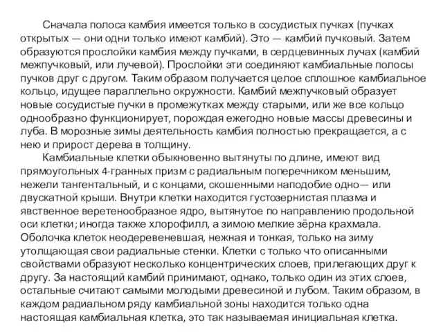 Сначала полоса камбия имеется только в сосудистых пучках (пучках открытых —