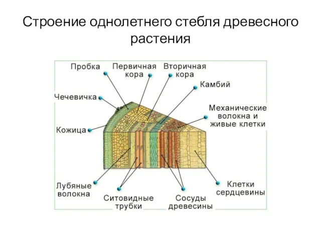 Строение однолетнего стебля древесного растения