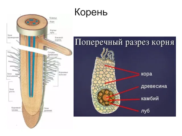 Корень