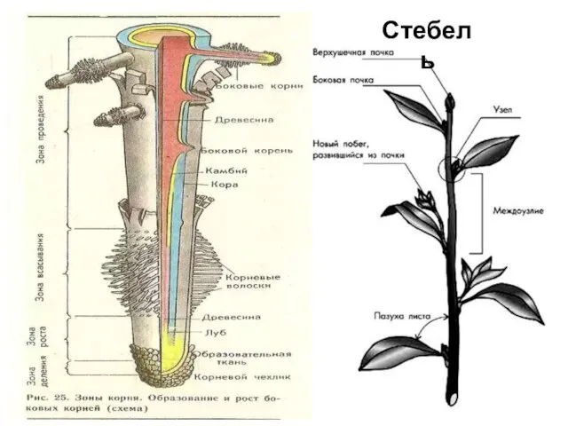 Стебель