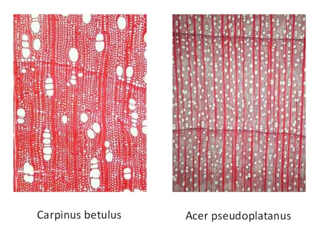 Carpinus betulus Acer pseudoplatanus