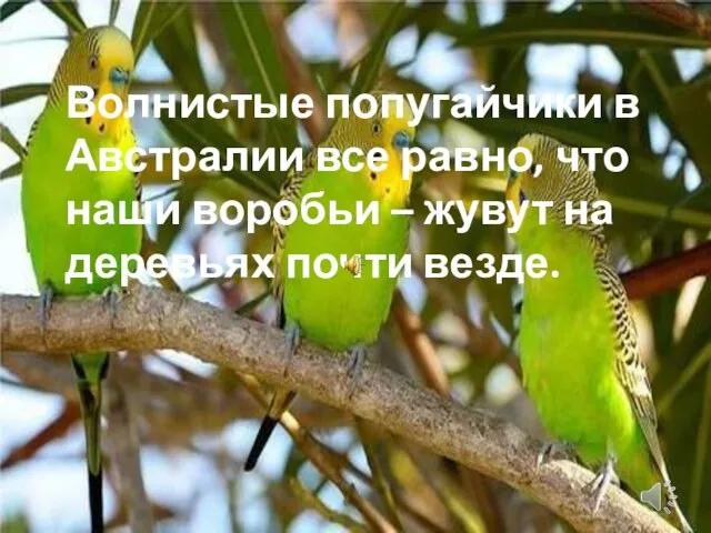 Волнистые попугайчики в Австралии все равно, что наши воробьи – жувут на деревьях почти везде.