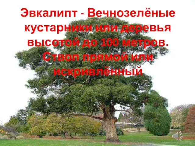 Эвкалипт - Вечнозелёные кустарники или деревья высотой до 100 метров. Ствол прямой или искривлённый