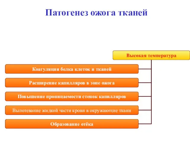 Патогенез ожога тканей