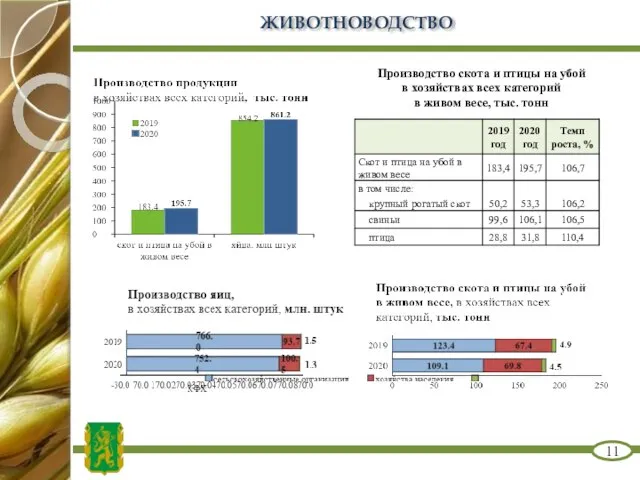 ЖИВОТНОВОДСТВО 11 Производство скота и птицы на убой в хозяйствах всех