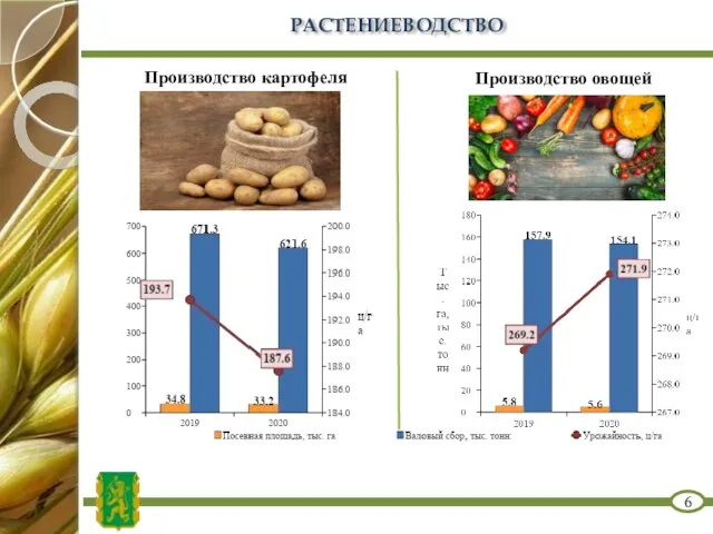 РАСТЕНИЕВОДСТВО 6 Производство картофеля Производство овощей