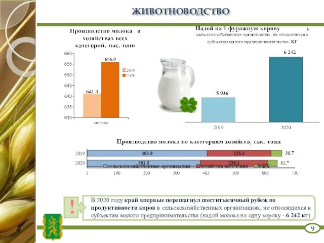 ЖИВОТНОВОДСТВО 9 ! В 2020 году край впервые перешагнул шеститысячный рубеж