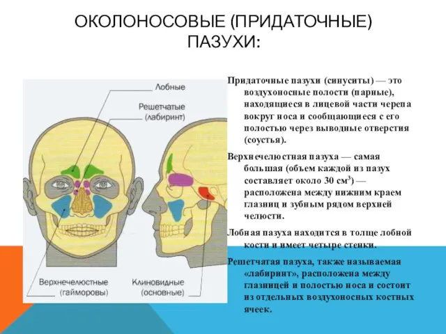 ОКОЛОНОСОВЫЕ (ПРИДАТОЧНЫЕ) ПАЗУХИ: Придаточные пазухи (синуситы) — это воздухоносные полости (парные),