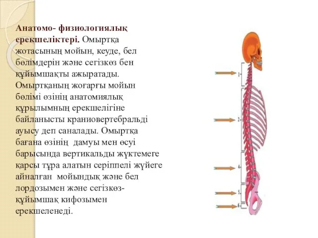 Анатомо- физиологиялық ерекшеліктері. Омыртқа жотасының мойын, кеуде, бел бөлімдерін және сегізкөз