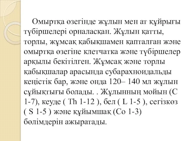 Омыртқа өзегінде жұлын мен ат құйрығы түбіршелері орналасқан. Жұлын қатты, торлы,