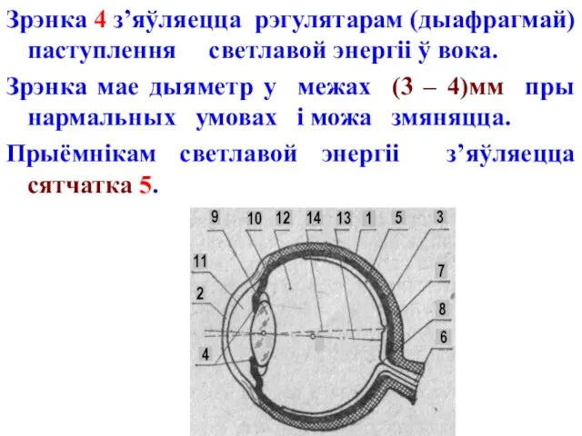 Зрэнка 4 з’яўляецца рэгулятарам (дыафрагмай) паступлення светлавой энергіі ў вока. Зрэнка