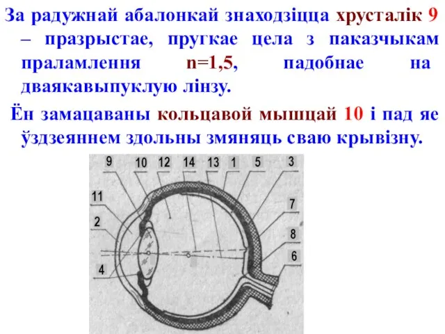 За радужнай абалонкай знаходзіцца хрусталік 9 – празрыстае, пругкае цела з