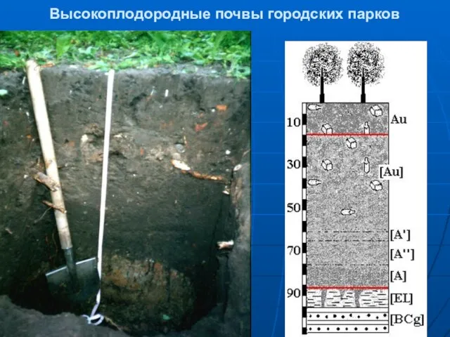 Высокоплодородные почвы городских парков