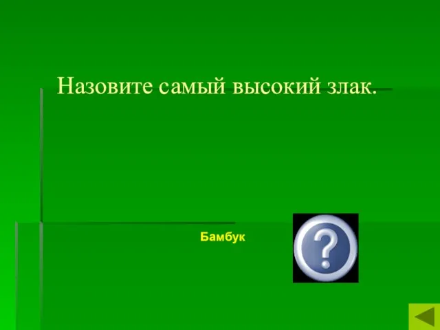 Назовите самый высокий злак. Бамбук