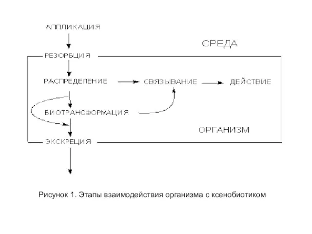 Рисунок 1. Этапы взаимодействия организма с ксенобиотиком