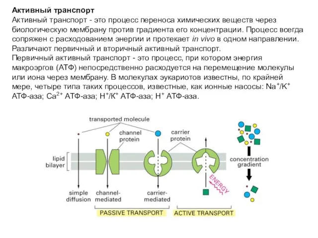 Активный транспорт Активный транспорт - это процесс переноса химических веществ через