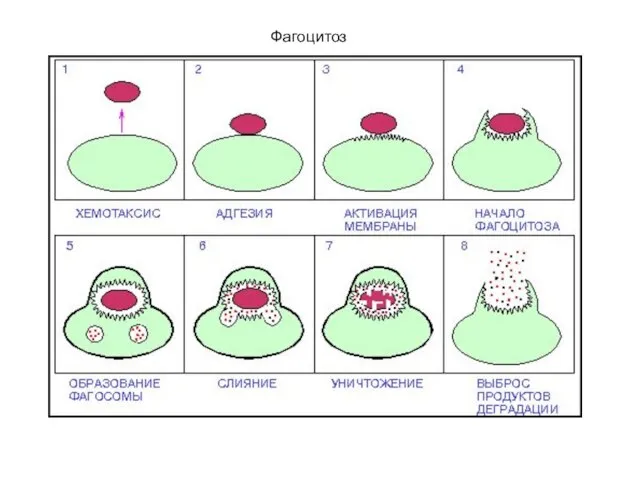 Фагоцитоз